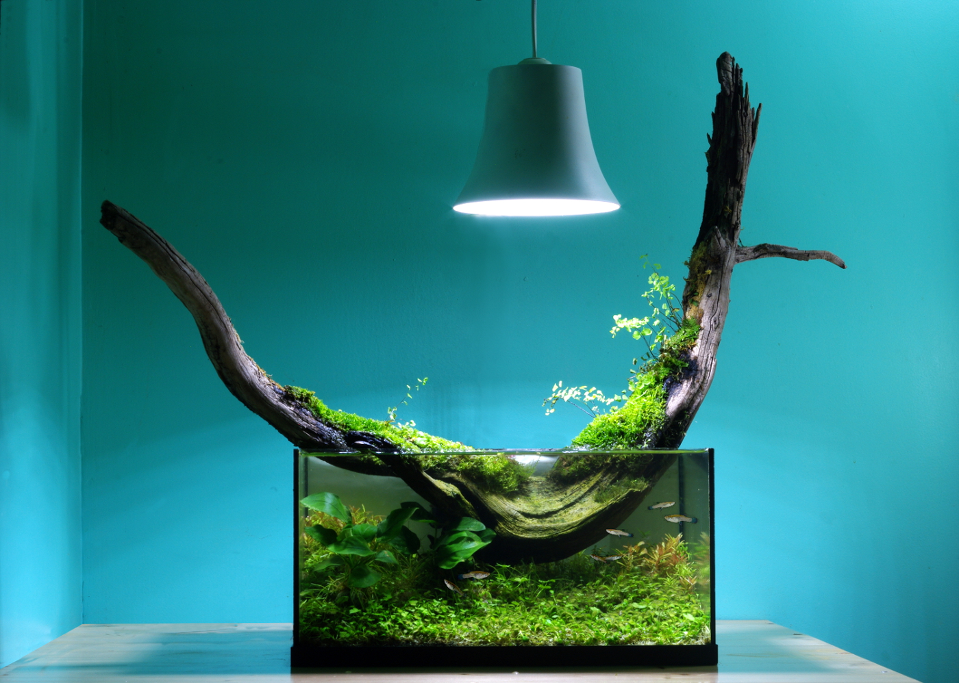 http://www.naturedesign.fr/wp-content/uploads/2014/09/nano-aquarium-besancon-racine-fougere.jpg
